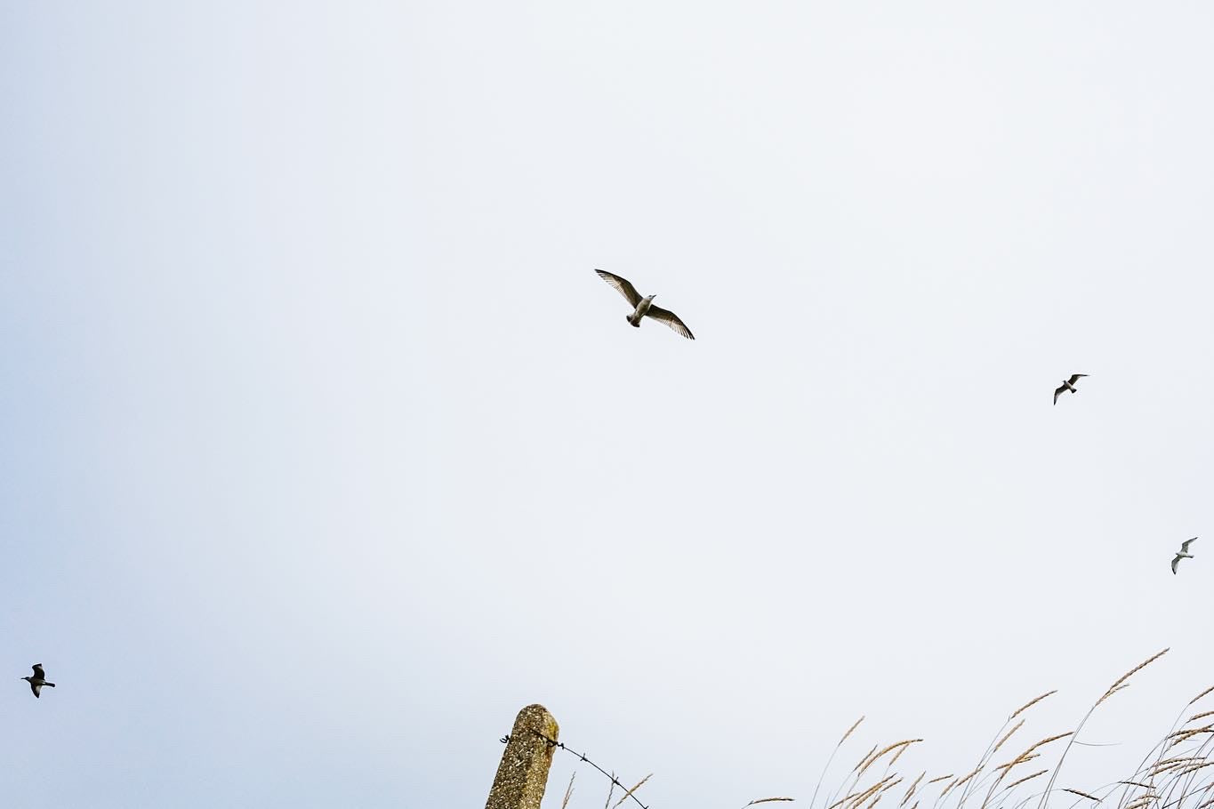 24 September, 2021 (4 Fly, Burnham, UK)