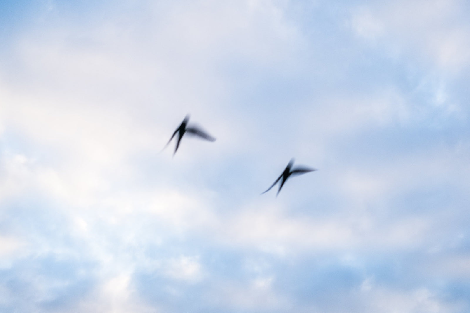 3 April - 18:06 - 2021 (Parrot 🦜- Reigate, UK)